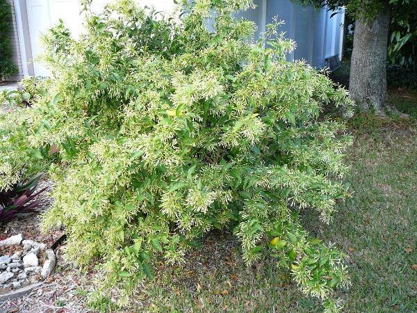 night-blooming jasmine full bloom.jpg
